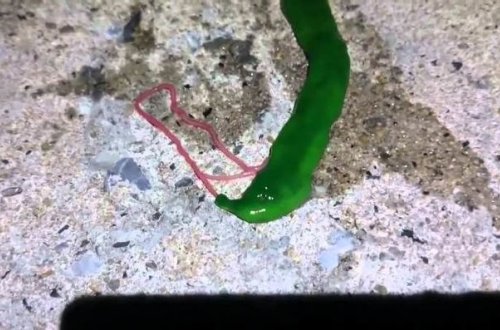 Sensasiya: “yadplanetlilər” Tayvanı seçdilər? - VİDEO