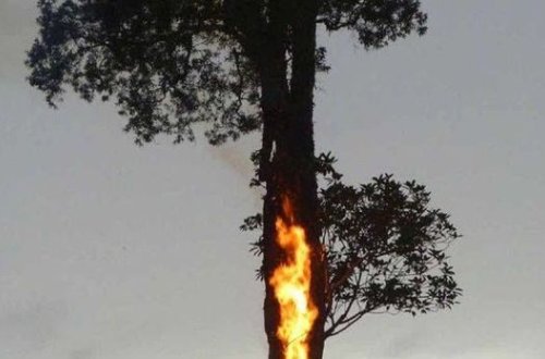 Bakıda ağacları yandırıblar