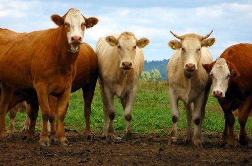 Qida Təhlükəsizliyi Agentliyindən xəbərdarlıq - Yoluxucu xəstəlik yayılıb