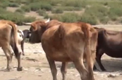 İsmayıllıda müəmma - 20-ə yaxın inəyin süd vəzi kəsilib, yoxsa?..+ Video