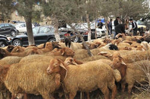Agentlik Qurban bayramı ilə bağlı əhaliyə müraciət etdi