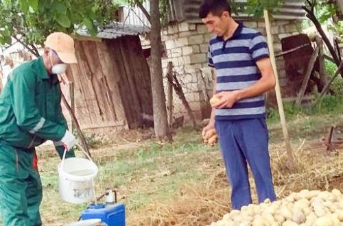 Azərbaycanda kartof əkini sahələrində zərərvericilər aşkarlandı: Nazirlik dərhal hərəkətə keçdi - FOTO