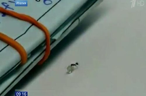 Qarışqa brilyant oğurlamağa çalışdı - VİDEO