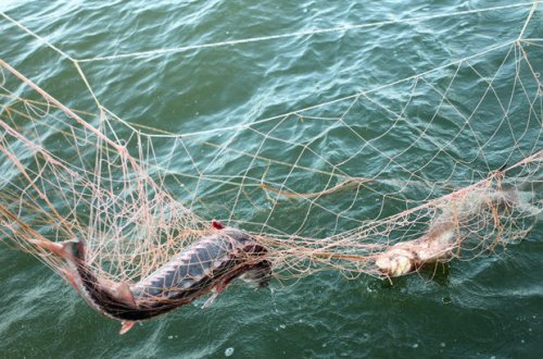 Qazaxıstanda azərbaycanlı brakonyerlərə hökm oxundu