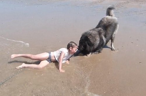 İt sahibinin nəvəsini xilas etdi - VİDEO - FOTO