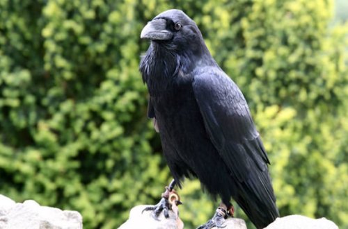 Fransada zibil toplamaq üçün qarğaları işə götürdülər — VİDEO