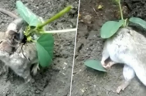 Heyvanın belində soya bitdi: Hindistanda şok olay - VİDEO