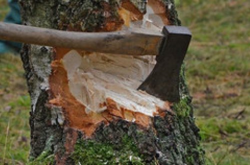 Xaçmazda 11 ədəd qovaq ağacı qanunsuz kəsilib