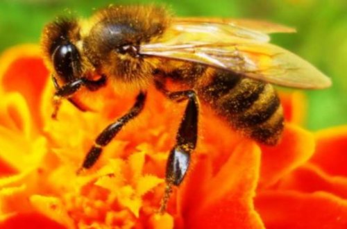 Arıların daha bir qeyri-adi bacarığı aşkar edildi…