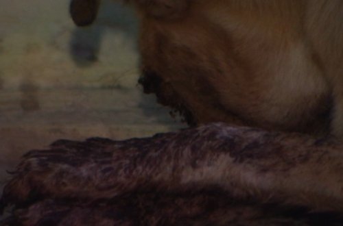 Sumqayıtda insanlığa yaraşmayan hərəkət - Kimliyi bilinməyən bir nəfər itin gözlərini oyub - VİDEO