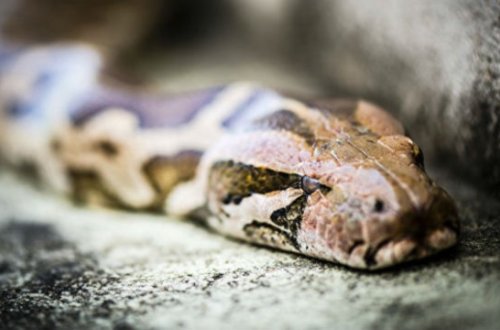 Mingəçevirdə ilanlar evlərə soxulur – Video