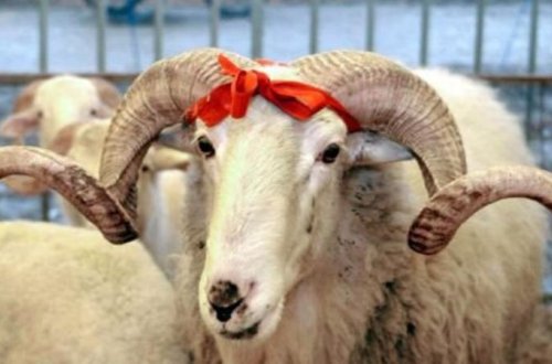 Bakıda Qurban bayramında heyvan kəsimi və satışı üçün ayrılmış yerlər - SİYAHI