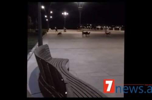 Bakı Bulvarında biabırçılıq: VƏHŞİ İTLƏR İNSANLARA BELƏ HÜCUM ETDI – VİDEO