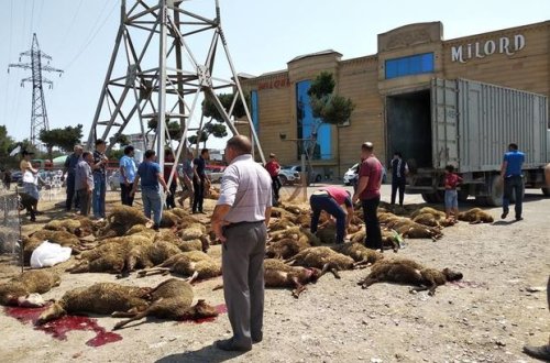 Bakıda dəhşət: Qurbanlıq qoyunlar boğulub öldülər - VİDEO