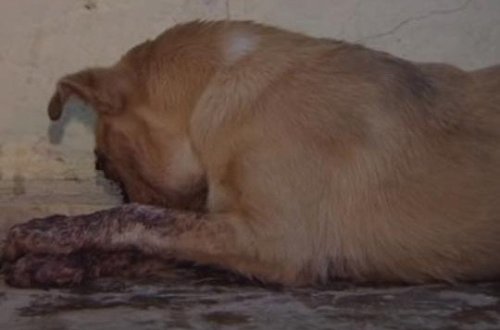 Sumqayıtda itin gözlərini ovan şəxsi tapana pul mükafatı veriləcək - 500 manat