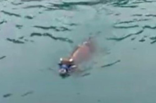 Məşhur müğənni ölkədə gündəm olan həmin inəyi aldı - 3 gün dənizdə üzmüşdü - VİDEO - FOTO