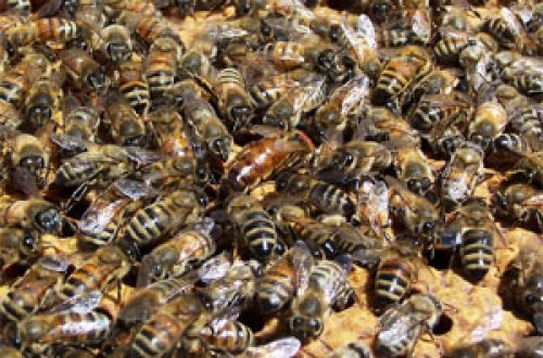 69 yaşlı qadın evinin qarşısında arıların hücumuna məruz qaldı - FOTO