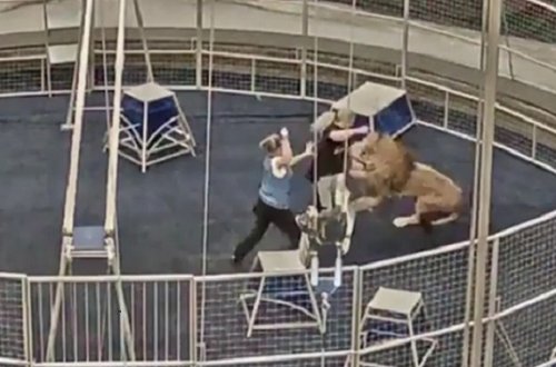 Sirkdə qorxulu anlar: Şir təlimçiyə hücum etdi – Video