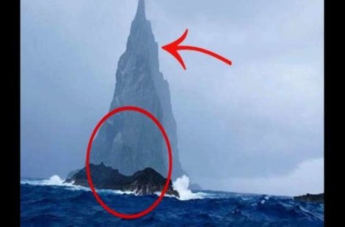 Bu adada dünyanın ən qəribə heyvanı yaşayır - NƏ OLDUĞUNA İNANMAYACAQSINIZ - VİDEO