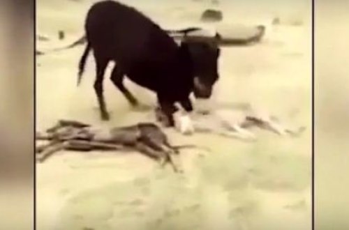 Ana uzunqulaq körpəsini öldürən canavardan qisasını belə aldı — VİDEO