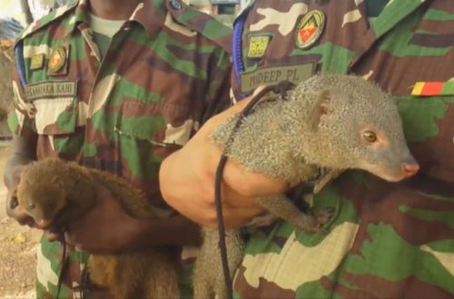 Siçovullar orduda qulluq edəcək - FOTO/VİDEO