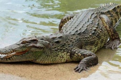 Timsah ana və 5 aylıq körpəsini parçaladı