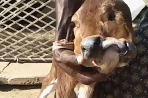 2 baş və 3 gözlə doğuldu - Görənlər TƏƏCCÜB İÇİNDƏ - VİDEO