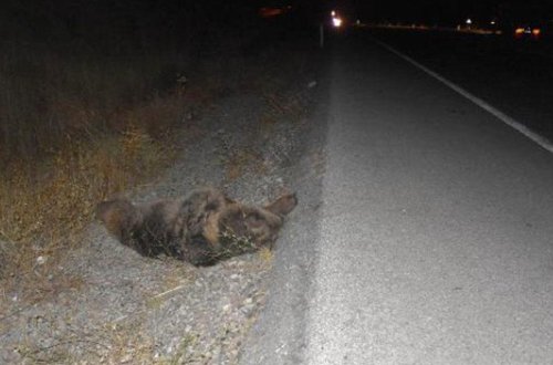 Vurduğu heyvanın nə olduğunu görüncə, qorxusundan qaçdı - Polis çağırdı - VİDEO - FOTO