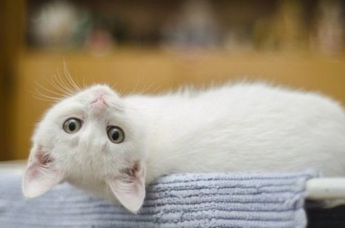 İtaliyada pişiklər üçün beşulduzlu hotel açıldı