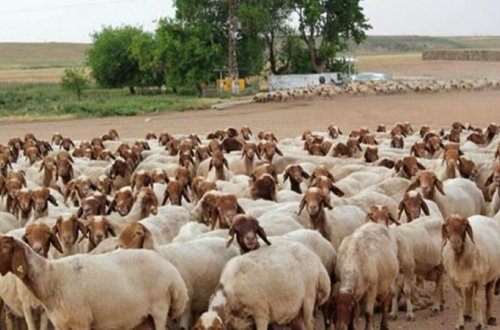 Rusiyada çiçək xəstəliyi yayıldı - Azərbaycan hərəkətə keçdi