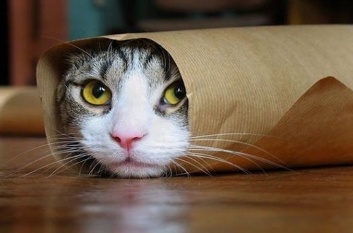 Amerikalılara it və pişikləri yemək qadağan edildi