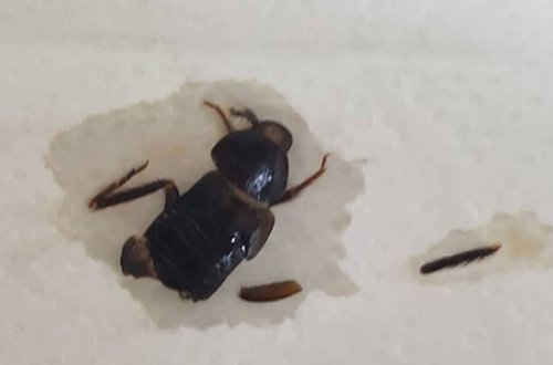 Bakıda qadının uşaqlıq yolundan bu həşarat çıxdı - Foto