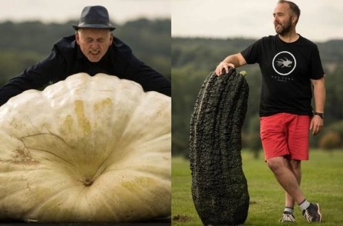 320 kiloqramlıq balqabaq və 72 kiloqramlıq xiyar 