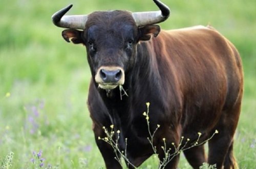 Öküz sahibinin burnunu qopardı - Azərbaycanda