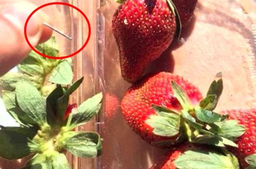 Çiyələklərdən iynə çıxır - Səhiyyə Nazirliyi KÖMƏK İSTƏDİ - VİDEO - FOTO