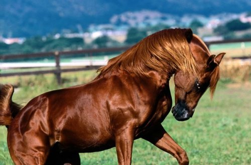 5 nəfər atların ayaqları altında qaldı - Futbol matçından sonra FACİƏ - FOTO