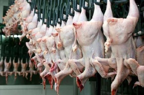 Abşeronda toyuq sexlərində iyrənc mənzərə - VİDEO