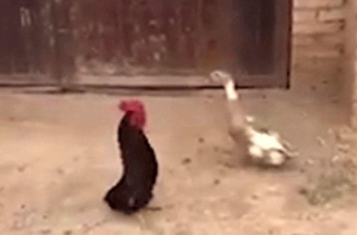 Xoruz eyni hində qaldığı ördəyin yerişini təqlid etdi - VİDEO