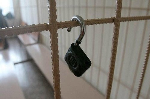 Baş həkimin müavininin qızını aldadan falçıların məhkəməsi başladı