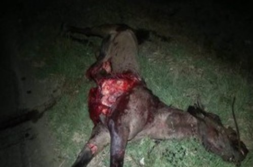 Goranboyda maşın atı vuraraq aşıb, 3 nəfərə xəsarət alıb - FOTO