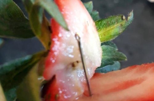 Çiyələklərə iynə batıran şəxsin kimliyi TƏƏCCÜB yaratdı: 