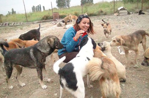 Xaçmazda 2 bacı 100-dək küçə itini bir araya yığdı - Video