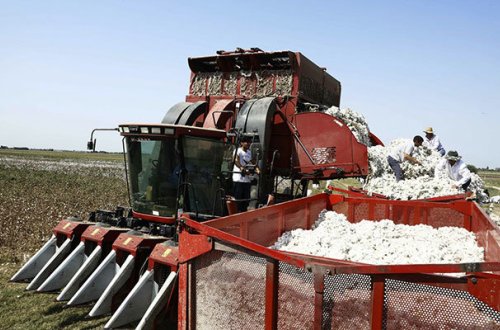 Azərbaycanda pambığın qiyməti 50 manat qalxdı