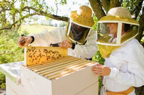 Dövlət hər arı ailəsinə görə vətəndaşa 10 manat ödəyəcək