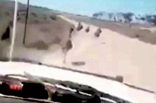 75 km saat sürətlə qəsdən gülə-gülə heyvanların üstündən keçdi - VİDEO - FOTO