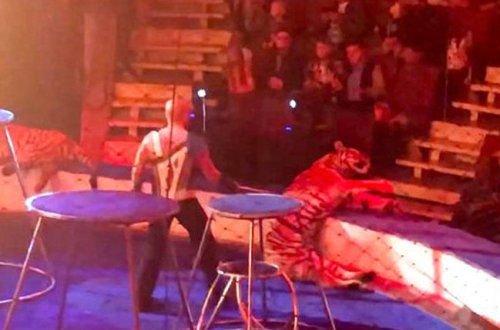 Alovların arasından keçən şir sirkdə can verdi - VİDEO - FOTO