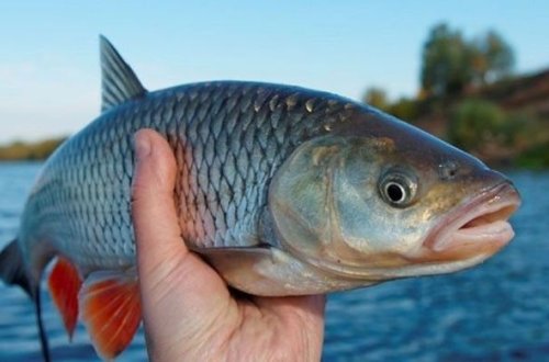 Ovu qadağan edilən balıq növləri açıqlandı