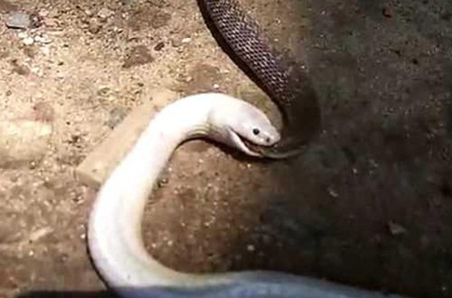 Unikal kadrlar: məbəddə ilan savaşı - VİDEO - FOTO