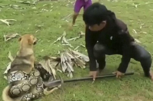 Üç uşaq nəhəng pitondan qorxmadılar, irəli atıldılar - VİDEO - FOTO