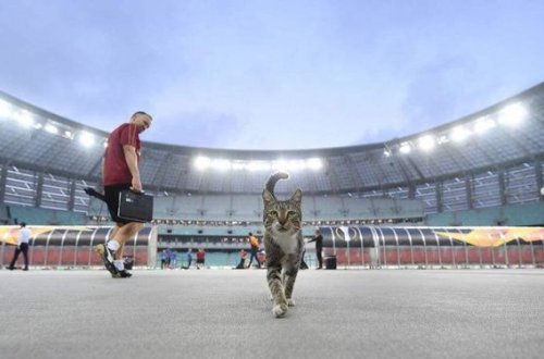 “Arsenal” futbolçularının yemək verdiyi pişik satılır - FOTO